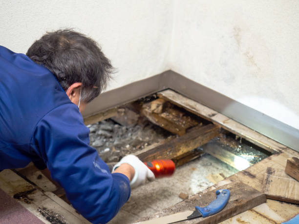 Best Certified Mold Removal  in Estill Springs, TN