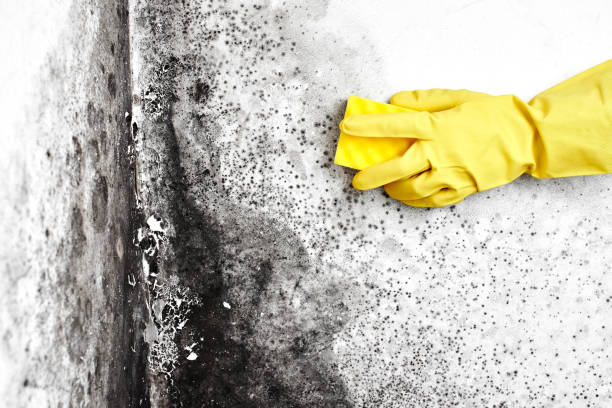 Best Certified Mold Removal  in Estill Springs, TN