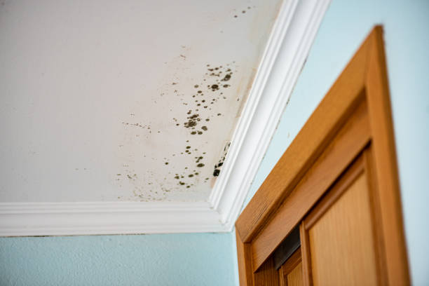 Best Certified Mold Removal  in Estill Springs, TN