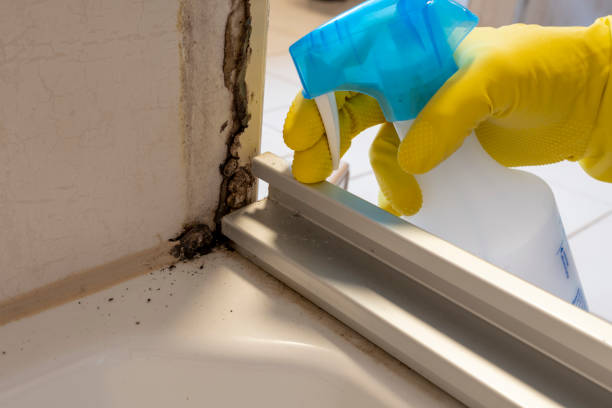 Trusted Estill Springs, TN Mold Removal Experts