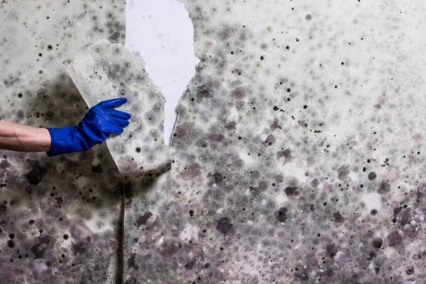 Best Crawl Space Mold Removal  in Estill Springs, TN