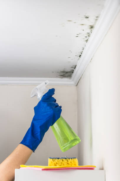 Best Professional Mold Removal  in Estill Springs, TN